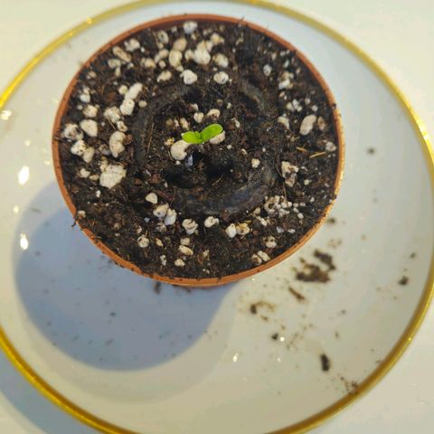 Super Lemon Haze growlog photo 2