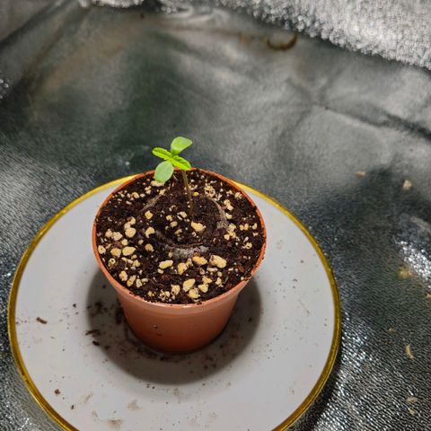 Super Lemon Haze growlog timeline photo