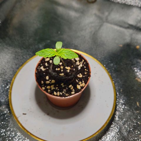 Super Lemon Haze growlog timeline photo