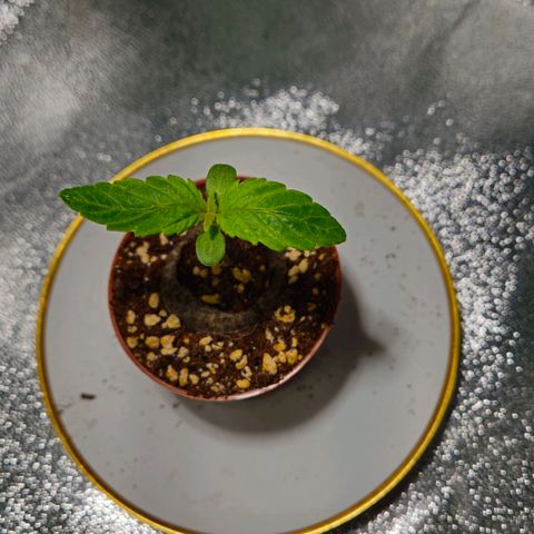 Super Lemon Haze growlog timeline photo