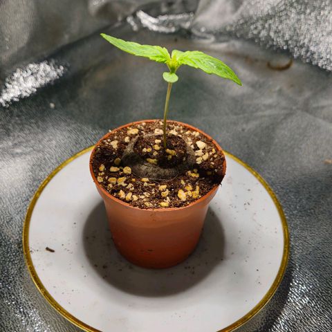 Super Lemon Haze growlog timeline photo
