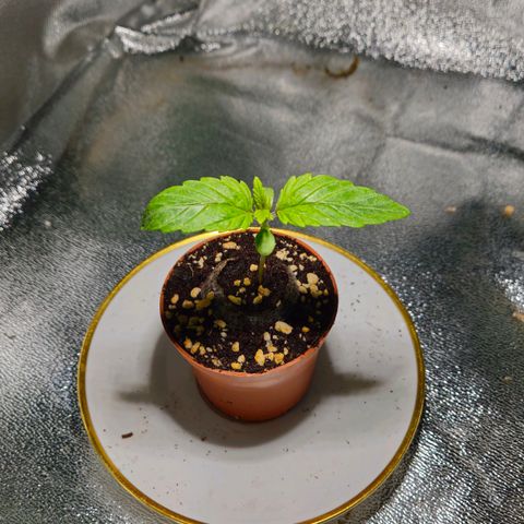 Super Lemon Haze growlog timeline photo
