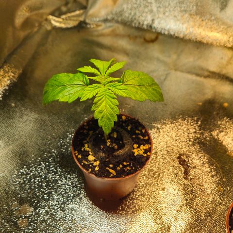 Super Lemon Haze growlog timeline photo