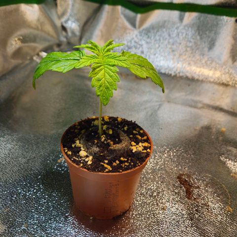 Super Lemon Haze growlog timeline photo
