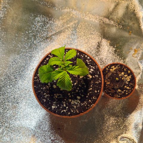 Super Lemon Haze growlog photo: Umgetopft