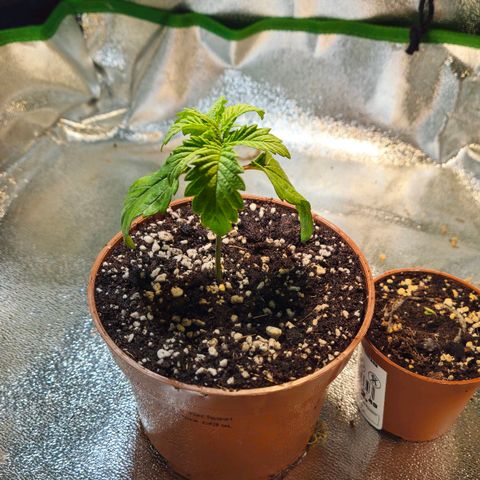 Super Lemon Haze growlog photo: Umgetopft