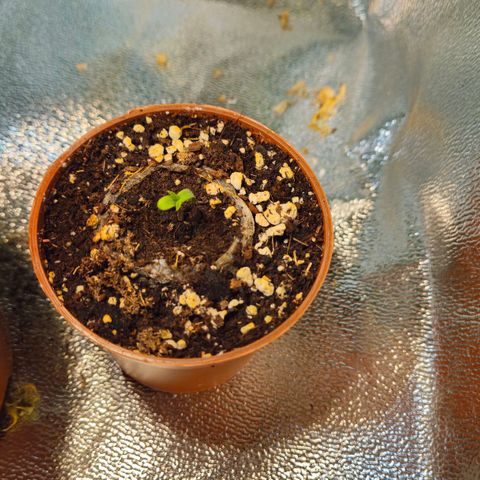 Candy Kush Express growlog photo