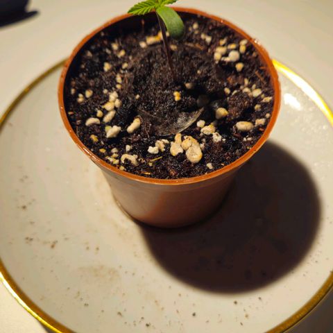 Candy Kush Express growlog photo