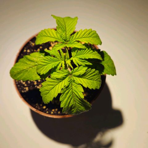 Super Lemon Haze growlog timeline photo