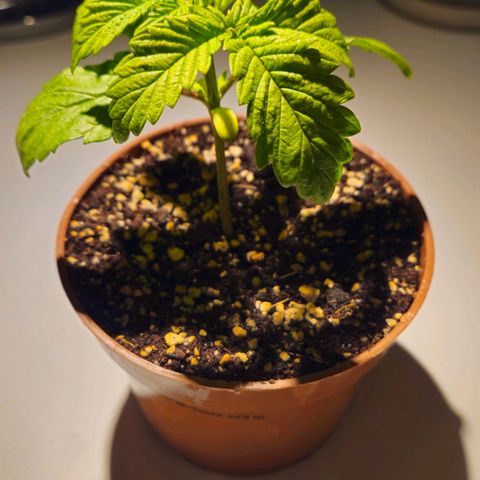 Super Lemon Haze growlog timeline photo