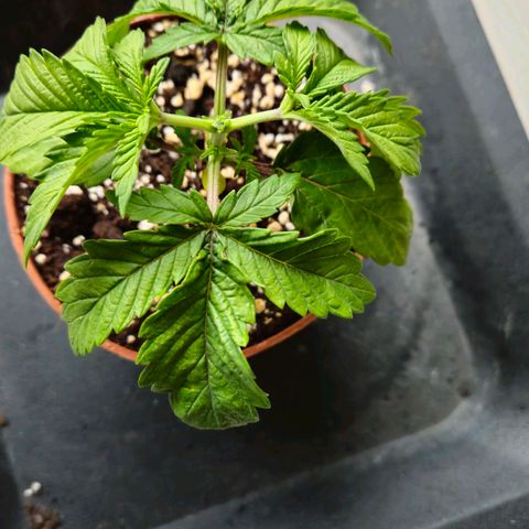 Super Lemon Haze growlog timeline photo