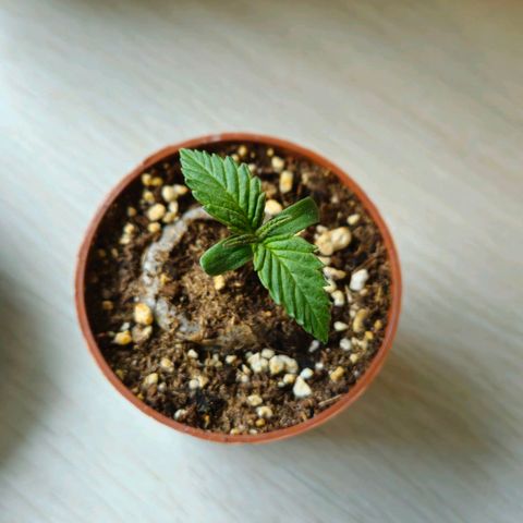 Candy Kush Express growlog timeline photo