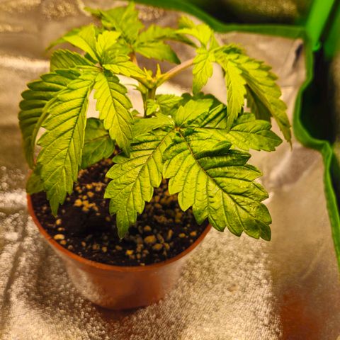 Super Lemon Haze growlog timeline photo