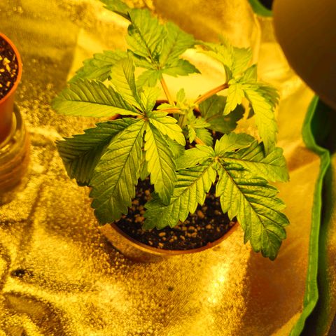 Super Lemon Haze growlog timeline photo