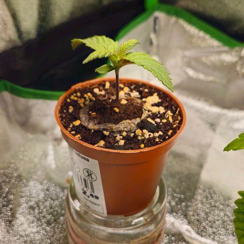 Candy Kush Express growlog timeline photo