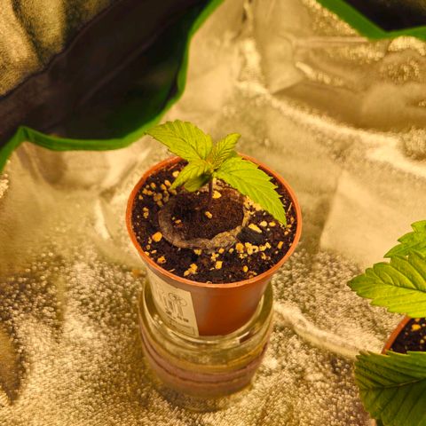 Candy Kush Express growlog timeline photo