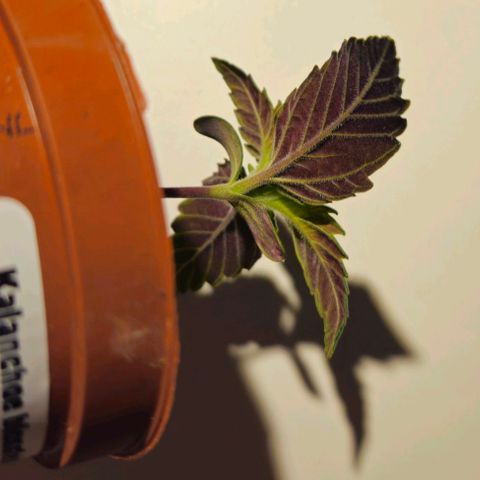 Candy Kush Express growlog timeline photo