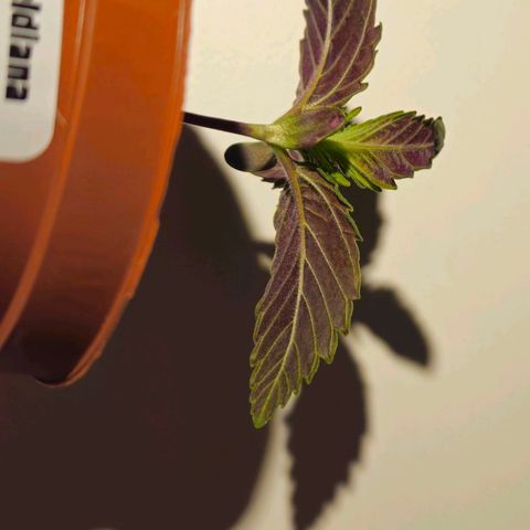 Candy Kush Express growlog timeline photo