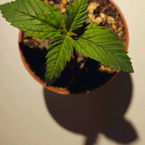 Candy Kush Express growlog timeline photo