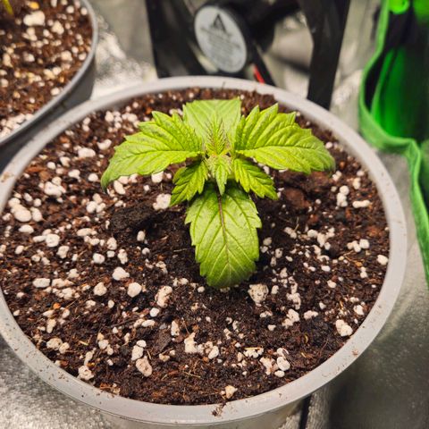Candy Kush Express growlog photo: Umgetopft