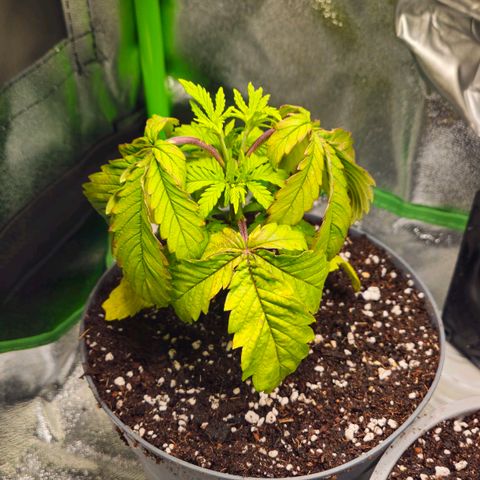 Super Lemon Haze growlog photo: Umgetopft