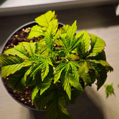 Super Lemon Haze growlog timeline photo