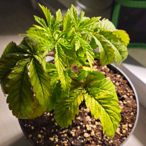 Super Lemon Haze growlog timeline photo