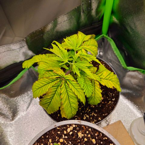 Super Lemon Haze growlog timeline photo