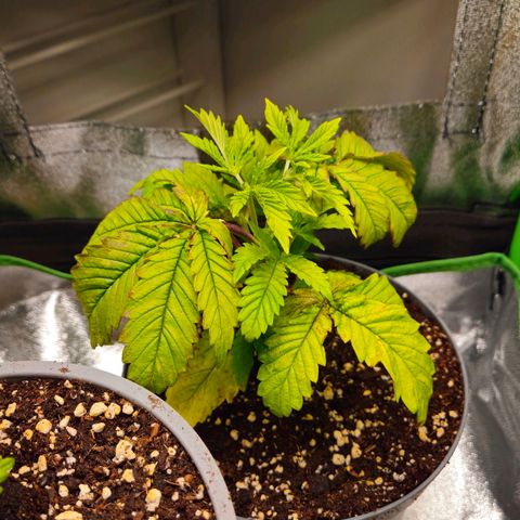 Super Lemon Haze growlog timeline photo
