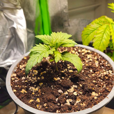 Candy Kush Express growlog timeline photo