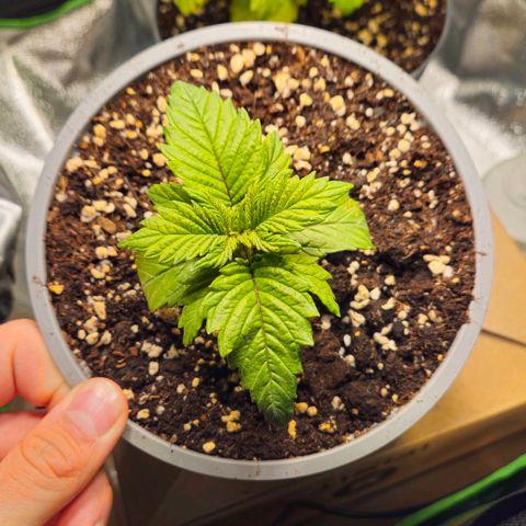 Candy Kush Express growlog timeline photo