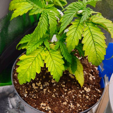 Super Lemon Haze growlog timeline photo