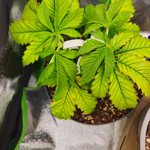 Super Lemon Haze growlog timeline photo
