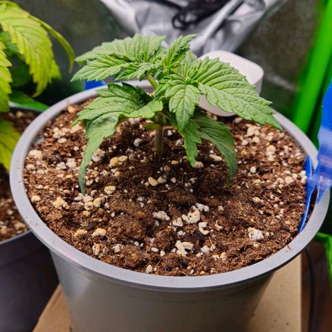 Candy Kush Express growlog timeline photo