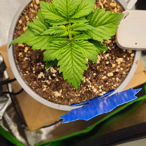 Candy Kush Express growlog timeline photo