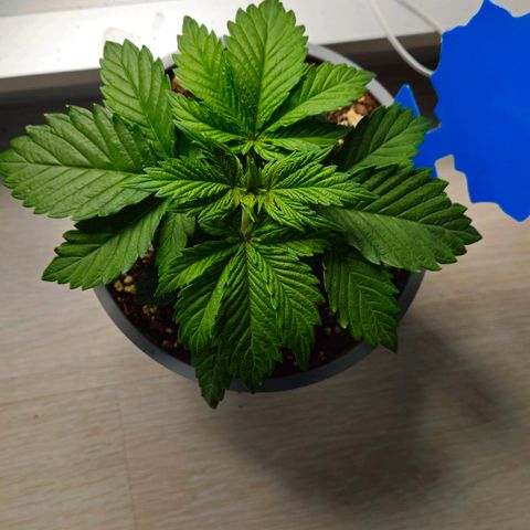Candy Kush Express growlog timeline photo