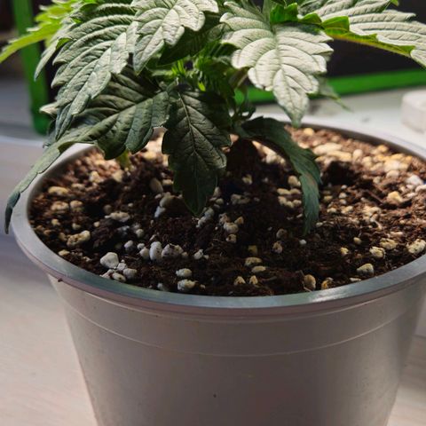 Candy Kush Express growlog timeline photo