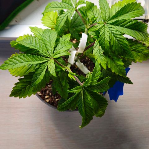 Super Lemon Haze growlog timeline photo