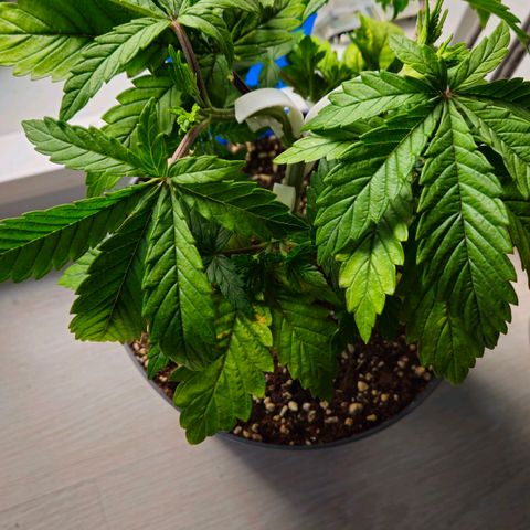 Super Lemon Haze growlog timeline photo