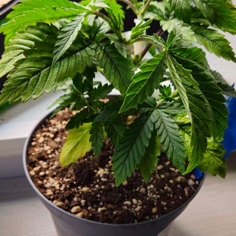 Super Lemon Haze growlog timeline photo