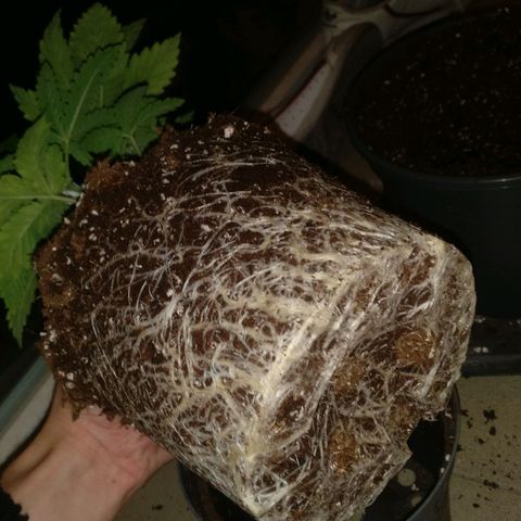 Super Lemon Haze growlog timeline photo