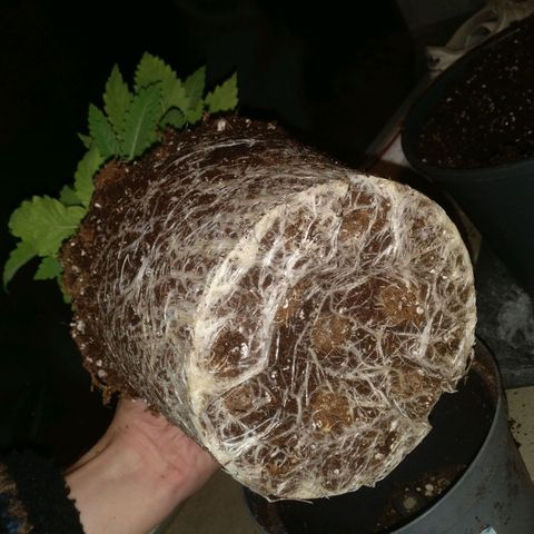 Super Lemon Haze growlog timeline photo