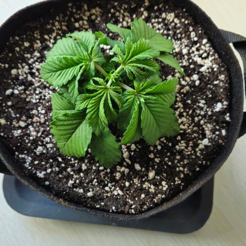 Candy Kush Express growlog timeline photo