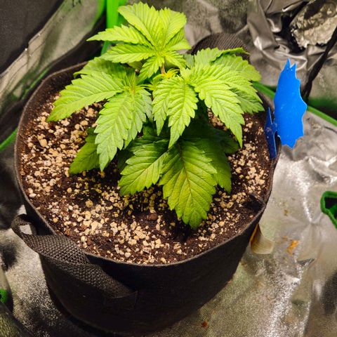 Candy Kush Express growlog timeline photo