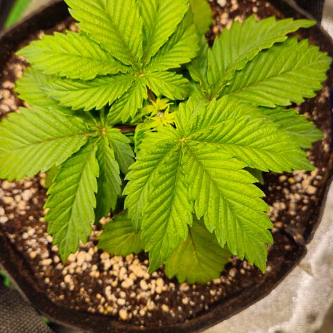 Candy Kush Express growlog timeline photo