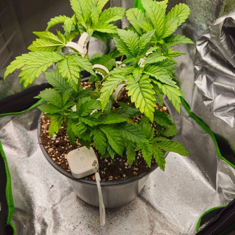 Super Lemon Haze growlog timeline photo