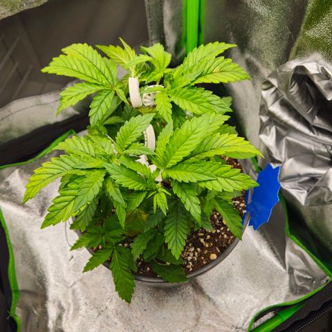 Super Lemon Haze growlog timeline photo