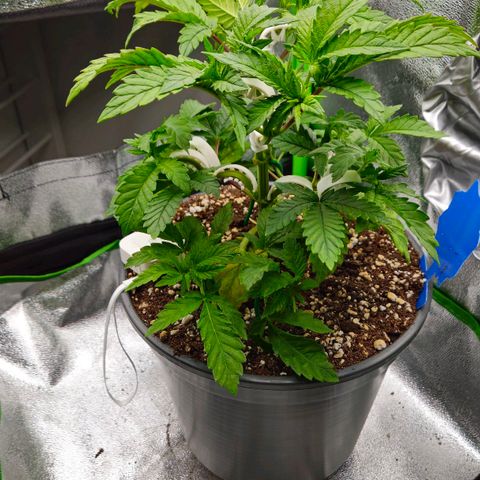 Super Lemon Haze growlog timeline photo