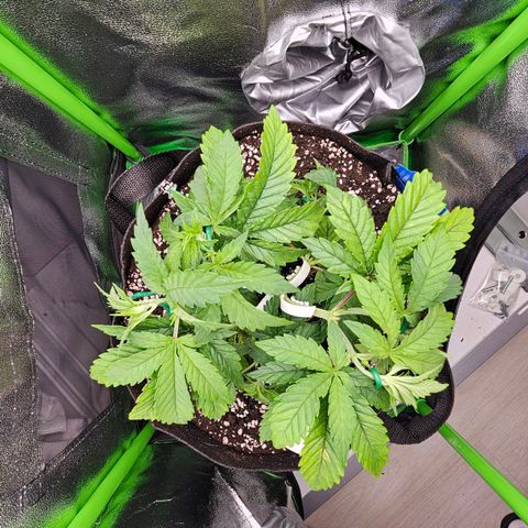 Super Lemon Haze growlog timeline photo