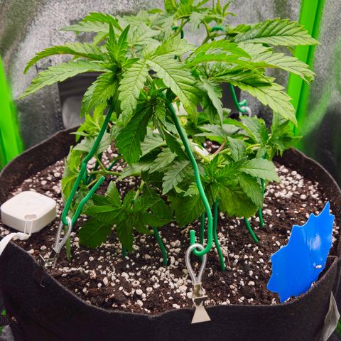 Super Lemon Haze growlog timeline photo